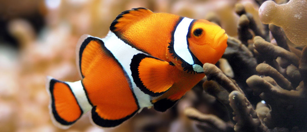 【使用说明】完整的短信轰炸