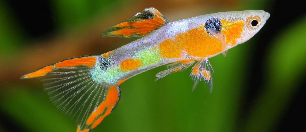 在线短信轰炸软件